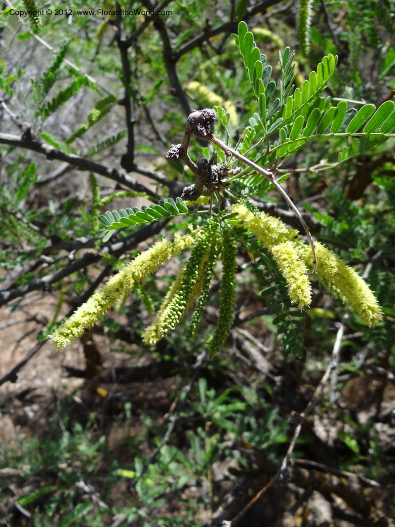 Prosopis glandulosa, Davidson, C 11938--AZ. Yavapai Co. Crown King Rd. 7 May 2012. DSC0894 1 (15).JPG