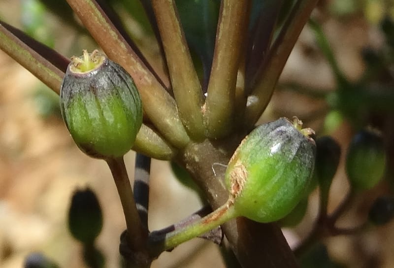 Plerandra polydactylis, Lowry, P 7420--New Caledonia. PinPin. 20 Nov 2015. DSC03938 (141).JPG