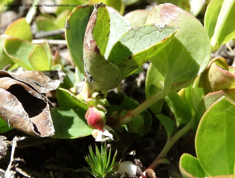 Gaultheria humifusa, Davidson, C 12546--ID. Valley Co. Cloochman Saddle Rd. 1 Jul 2014. DSC09181 (58).JPG
