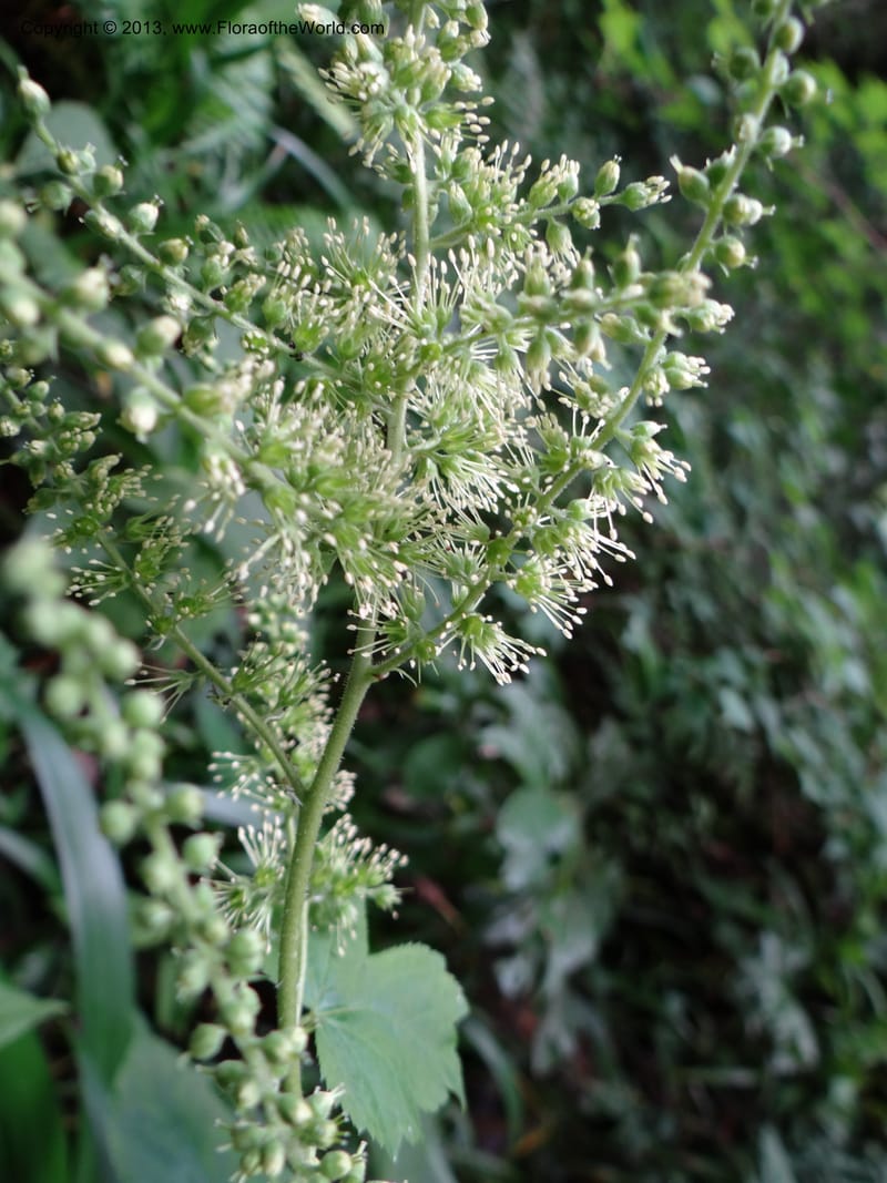 Astilbe grandis, Davidson, C 11953--China. Zhejiang Priv. Tian Mu Shan. 31 May 2012. DSC00927 (113).JPG