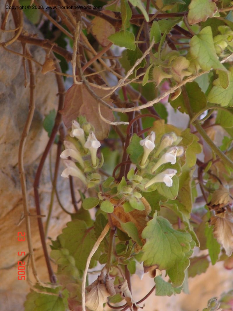 Scutellaria sieberi--Crete. Ep. Kydonia. Akrotiri. Trail Gouvernetos . 23 May 05. 039.jpg