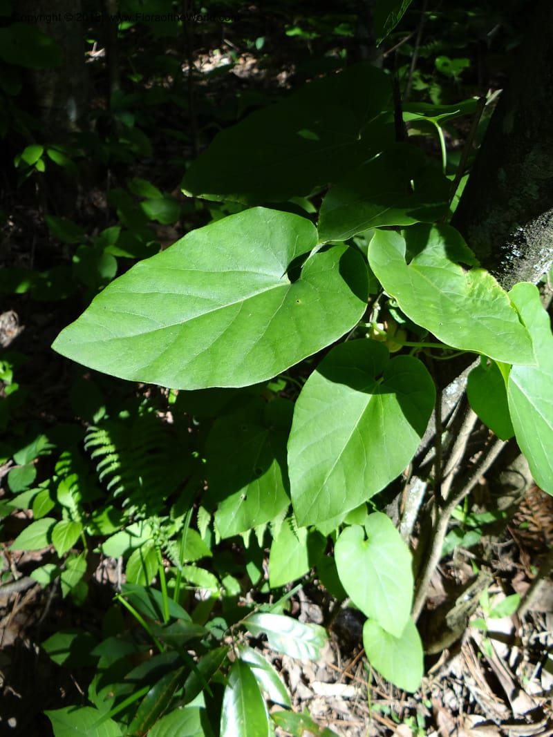Aristolochia, Li Pan 1205292--China. Zhejiang Prov. Tian Mu Shan. 29 May 2012. DSC00348 (140).JPG