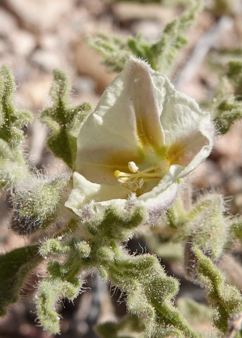 Chamaesaracha sordida, C. Davidson 13996--AZ. Cochise Co. Geronimo Trail Rd. 10 Apr 2019. DSC07357 (32).JPG