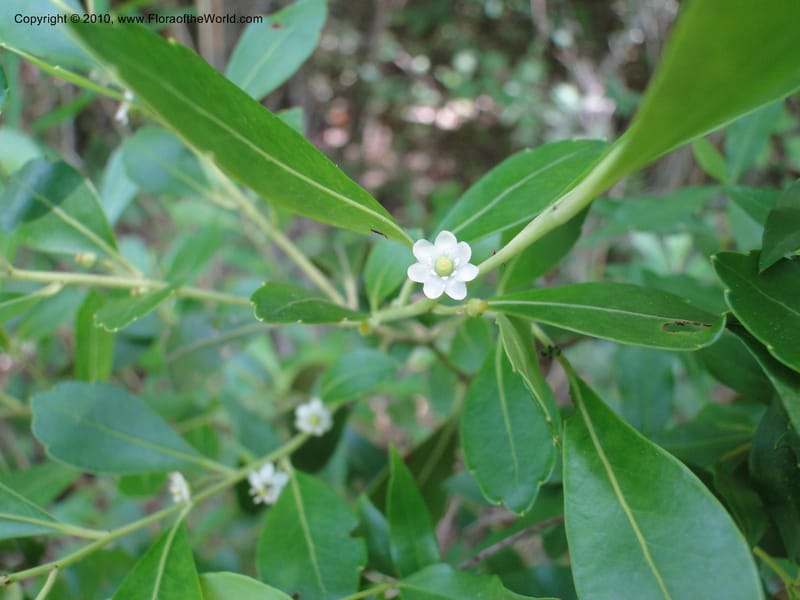 Ilex glabra, Mori, S 27396, USA, North Carolina, Johnson Co., Hwy 50, 3 km SE of Benson, 21 May 2010 (18).JPG