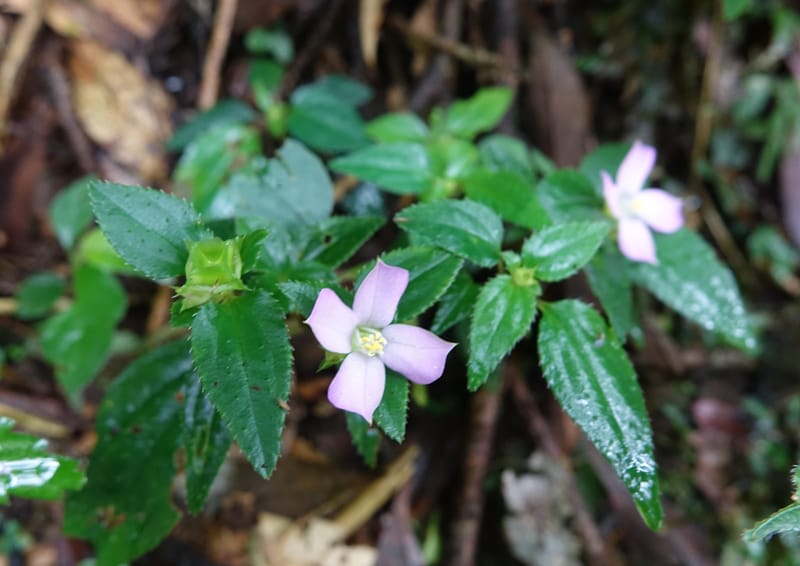 Sarcopyramis napalensis, Tseng Yu-Hsin 1342--Taiwan. Xitou Nature Education Area. Giant Tree Logging Rd. 22 May 2016. DSC03924 (252).JPG
