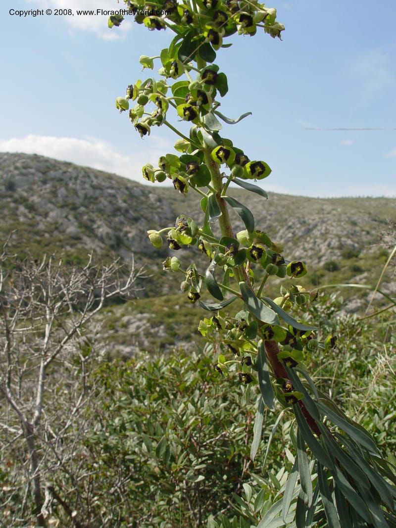 Euphorbia characias--Spain. Prov. Barcelona. Parc del Garraf. 20 Apr 04. 055.jpg