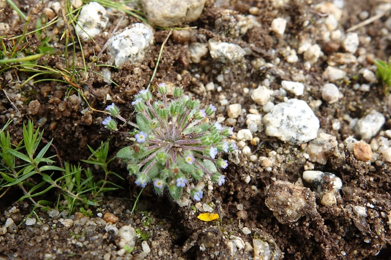 Microcaryum pygmaeum, D. Boufford 44021--China. Sichuan. Daocheng Xian. 14 Aug 2017. DSC05676 (284).JPG