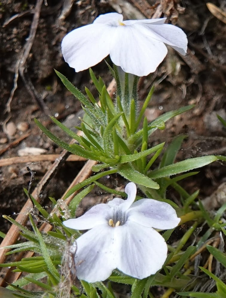 Phlox caespitosa, C. Davidson 13842--ID. Shoshone Co. Freezeout Rd. FR 301. 10 Jul 2018. DSC06582 (249).JPG