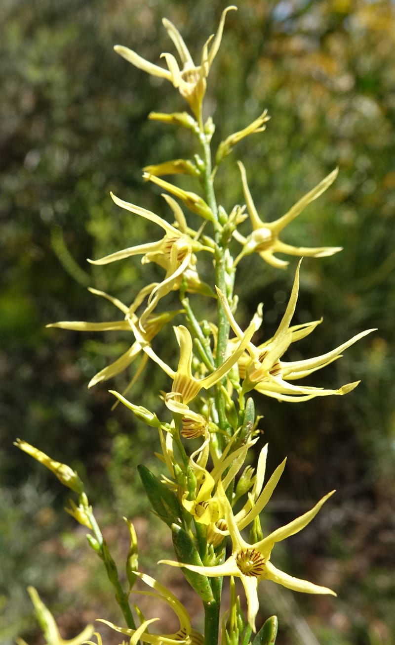 Anthocercis littorea, Davidson, C 13435--Australia. W. A. Green Head-Coorow Rd. Stop 3. 24 Oct 2016. DSC05134 (49).JPG