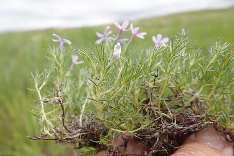 Phlox condensata, C. Davidson 13762--Oregon. Wallowa Co. Zumwalt.Trail Cr. Rd. 4 Jun 2018. DSC04078 (529).JPG