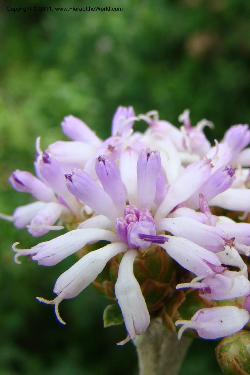 Vernonia, Phillipson 6129--Madagascar. Prov. Fianarantsoa. Hwy to Tana. 15 Jan 09. 044.jpg
