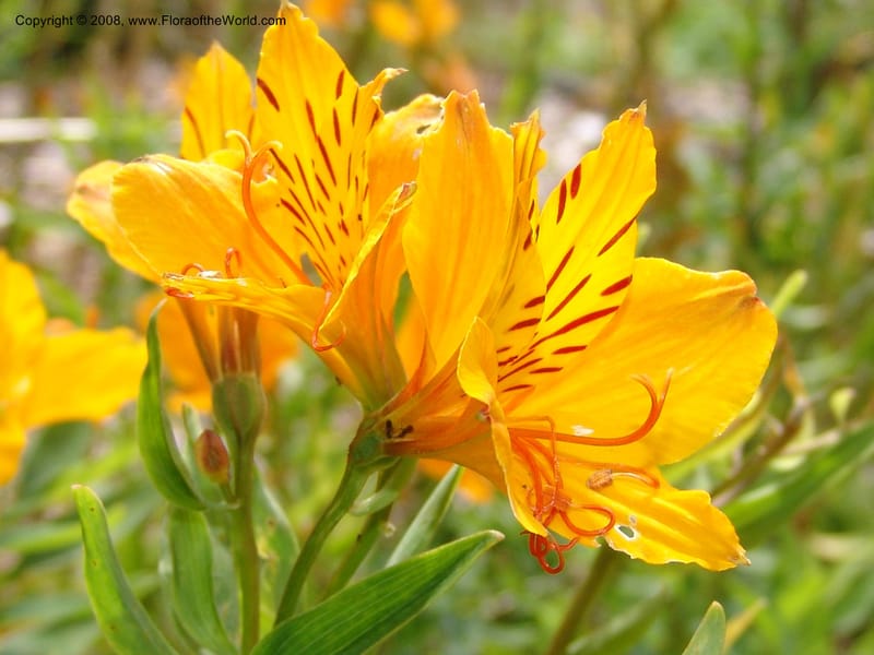 Alstroemeria aurantiaca, s.n.--CA. San Francisco Arboretum. 9 Aug 07. 582.jpg