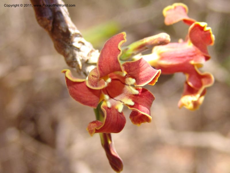 Strophanthus boivinii, ROR1482--Madag. Orangea For. Res. near Antsiranana. 5 Nov 06. 308.jpg