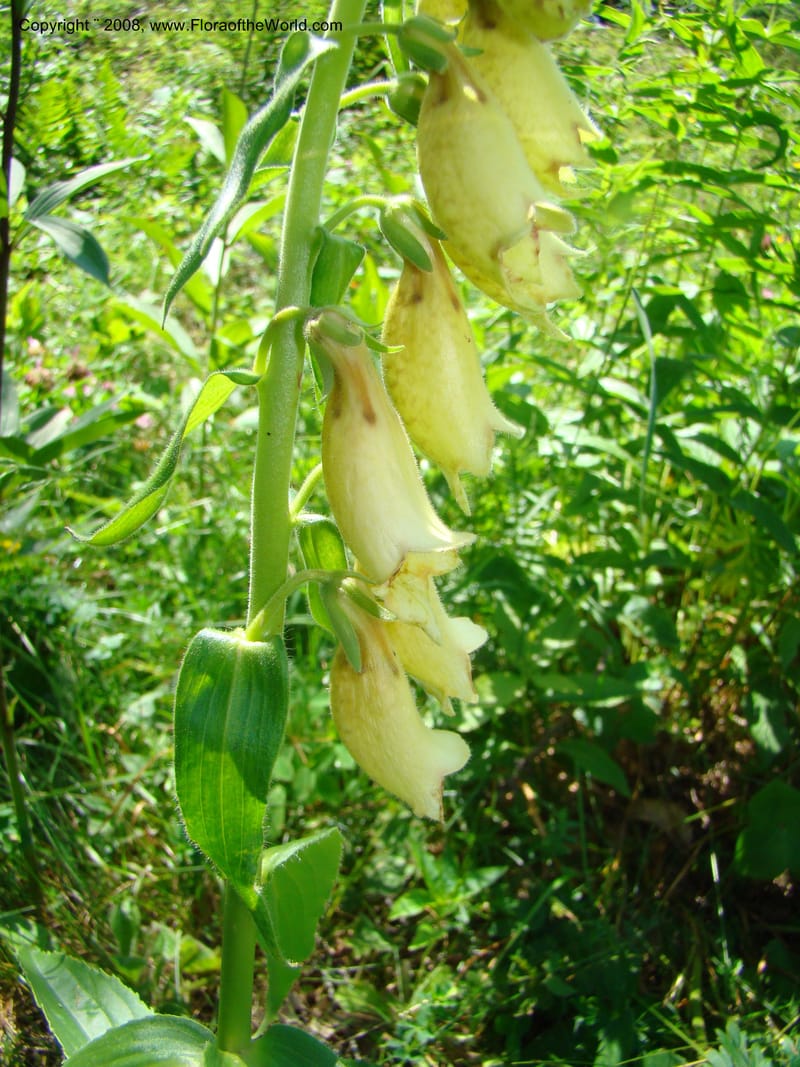 Digitalis grandiflora, CDavidson11255--Slovenia. Gorenska Reg. Velika Planina. 6 Jul 08. 152.jpg