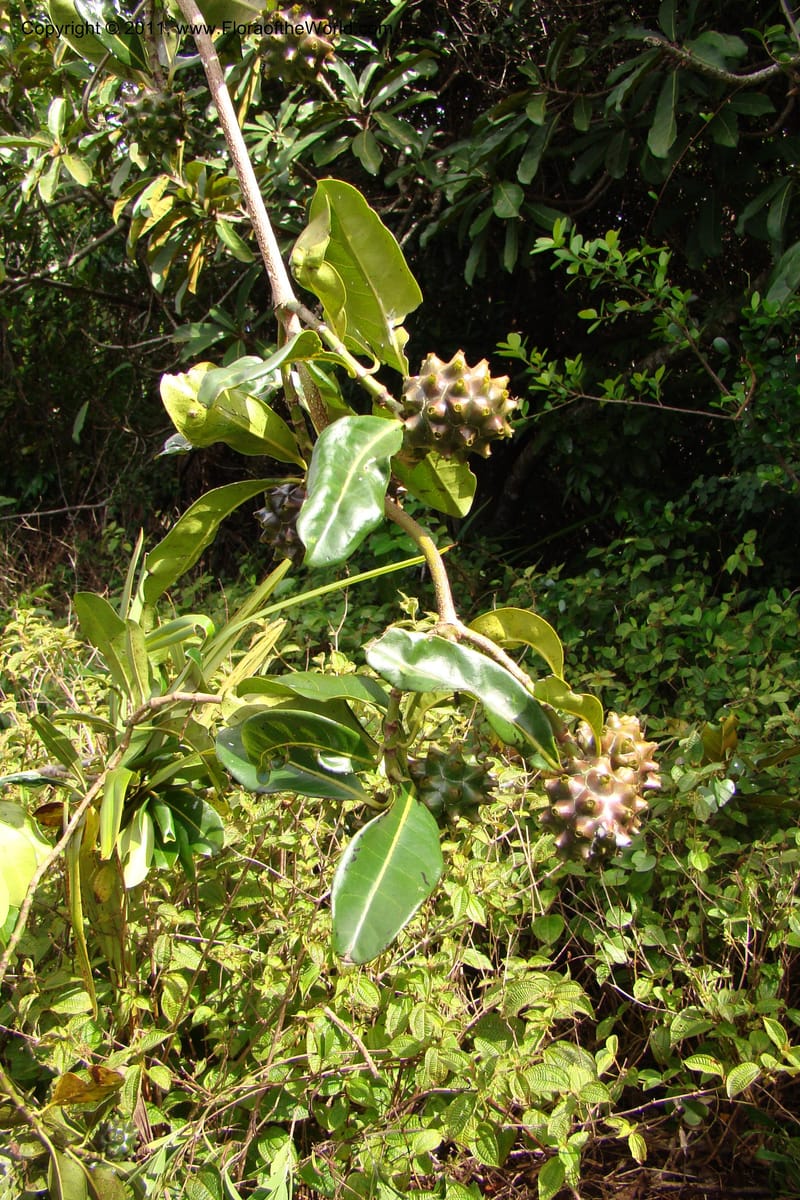 Morinda rigida, Razafindraibe 207--Madagascar. Prov. Fianarantsoa. RN 12. 14 Jan 09. 274 (7).jpg