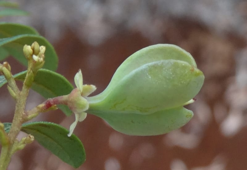 Guioa villosa, Callmander, M 1257--New Caledonia. Tiebaghi. 17 Nov 2015. DSC03437 (209).JPG