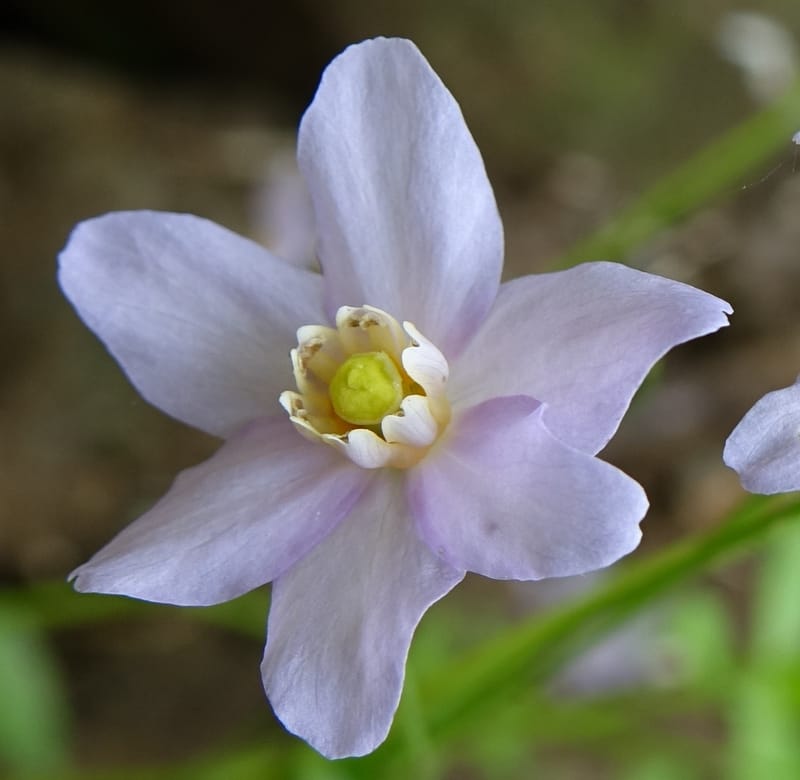 Ranzania japonica--Japan. Myoko Kenmin-no-mori. Hiuchiyama Trial. 27 May 2016.  (132).JPG