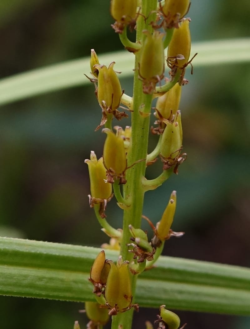Japanolirion osense--Japan. Hokkaido. Teshio Exptl. For. 3 Aug 2016. DSC00757 (23).JPG
