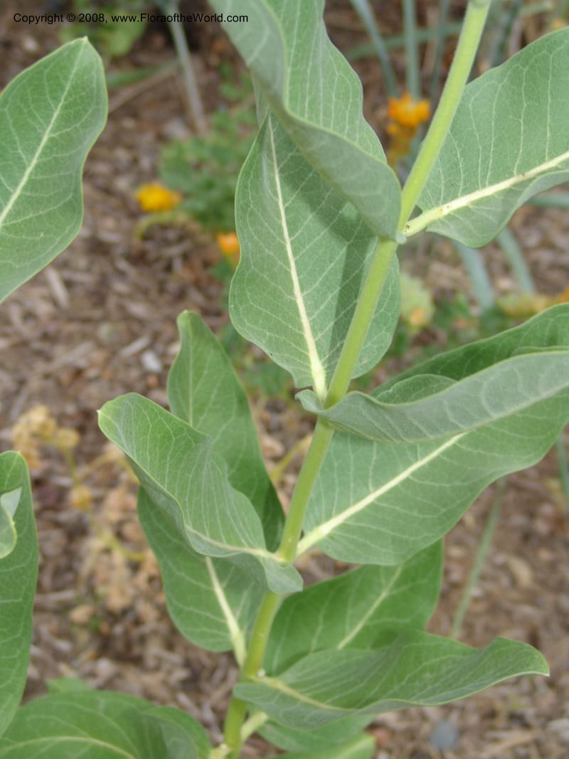Asclepias speciosa--CA. McConnell Arboretum, Redding. 4 Jun 07. 179.jpg