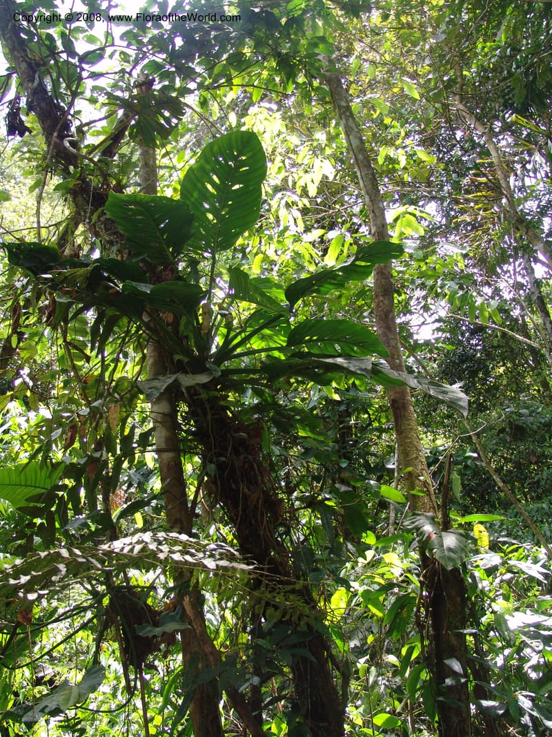Monstera, RVasquez32988--Peru. Pillcopata. Qbda Pini Pini. 29 Oct 07. 505.jpg