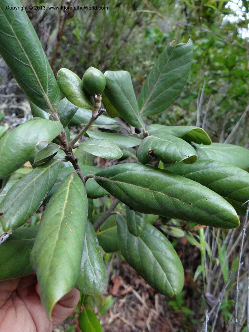 Persea lingue, WDS 34075--Chile. Reserva Nac. Los Queules. 15 Feb 2013. DSC01158 (98).JPG