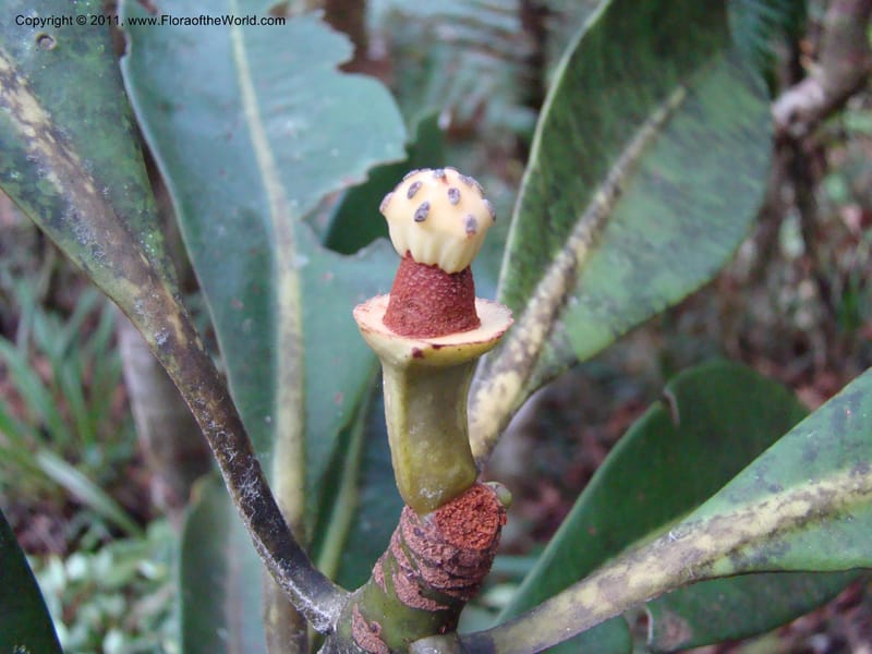 Zygogynum, Munzinger, J 4845--New Caledonia, Dogny, 19 Nov 2007,  079 (2).jpg
