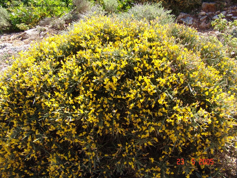 Genista acanthoclada--Crete. Ep. Kydonia. Akrotiri. Trail Gouvernetos . 23 May 05. 001.jpg