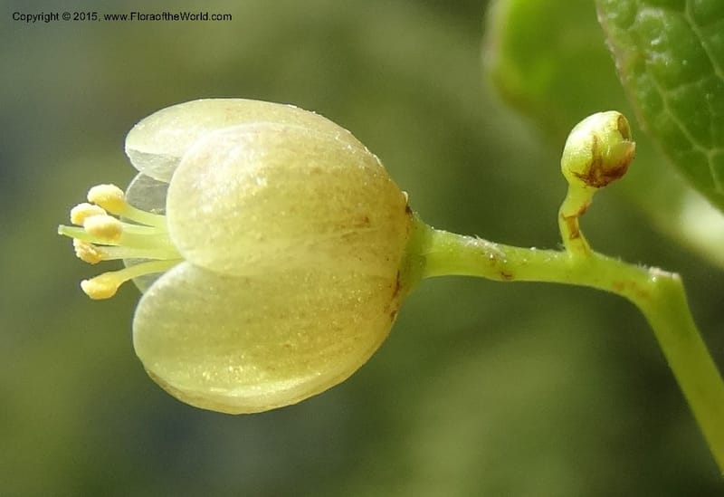 Sabia, Boufford, D 43677--China. Sichuan. GuoBaYan, HanBaiYu Shan. 12 May 2014. DSC05373 (40).JPG