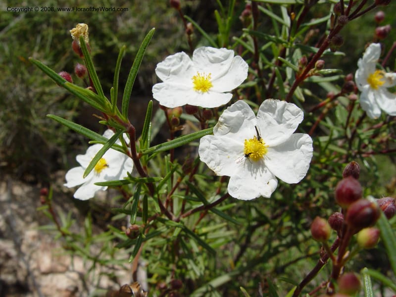 Cistus clusii--Spain. Andalucia. On C333, ca. 5 km E of Orgiva. 14 Apr 04. 061.jpg