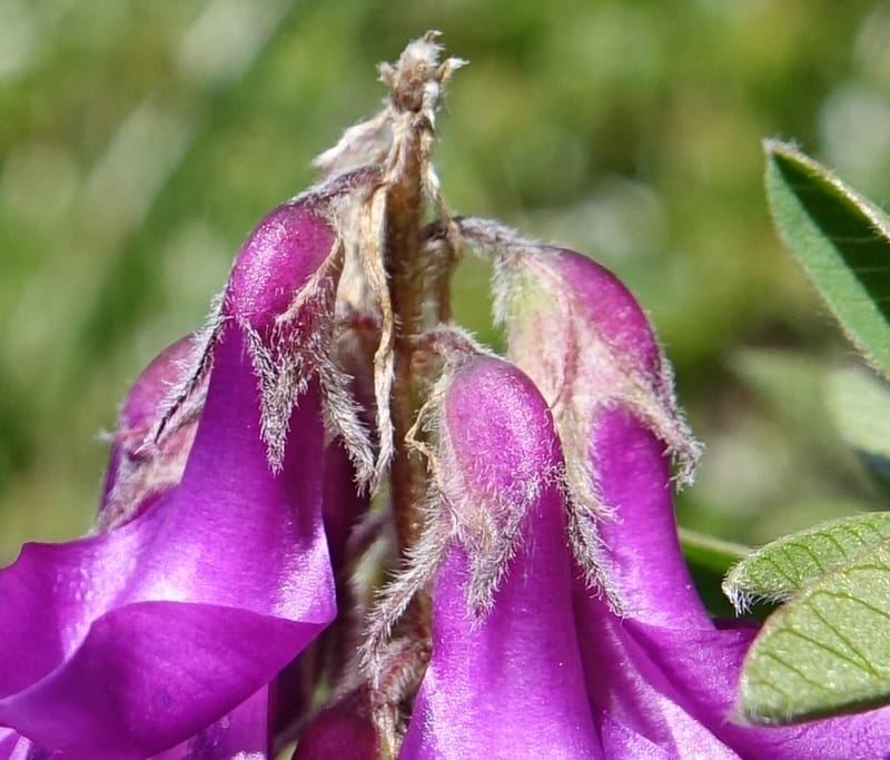Hedysarum hedysaroides, Davidson, C 13308--Switzerland. Les Violettes. 4 Jul 2016. DSC09126 (66).JPG