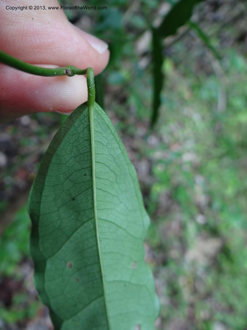 Tiliacora, VC 5586--Thailand. Prachuap Khiri Khan Prov. Ma Rong Cave. 13 Nov 2012. DSC08906 (39).JPG