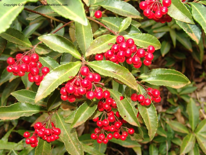 Ardisia, ROR1572--Madag. Parc Nat. Montagne d'Ambre. 10 Nov 06. 005.jpg