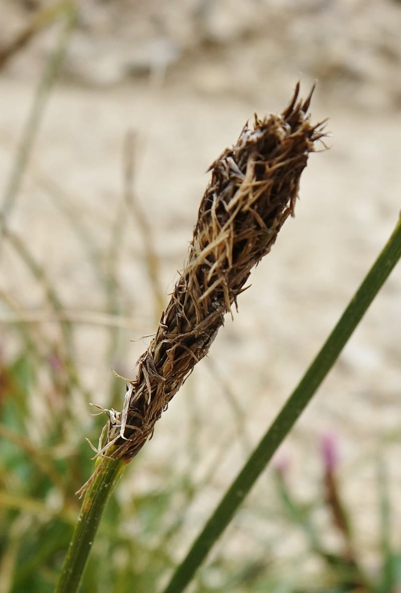Carex atrofusca subsp. minor, D. Boufford 44061--China. Sichuan. Zhe Duo Shan. 17 Aug 2017. DSC06717 (355).JPG