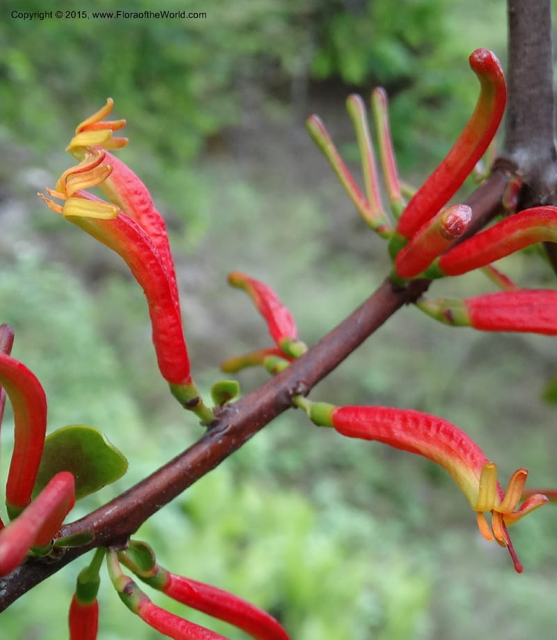 Taxillus delavayi, Boufford, D 43731--China. Sichuan. Taxillus stop. 14 May 2014. DSC06581 (50).JPG