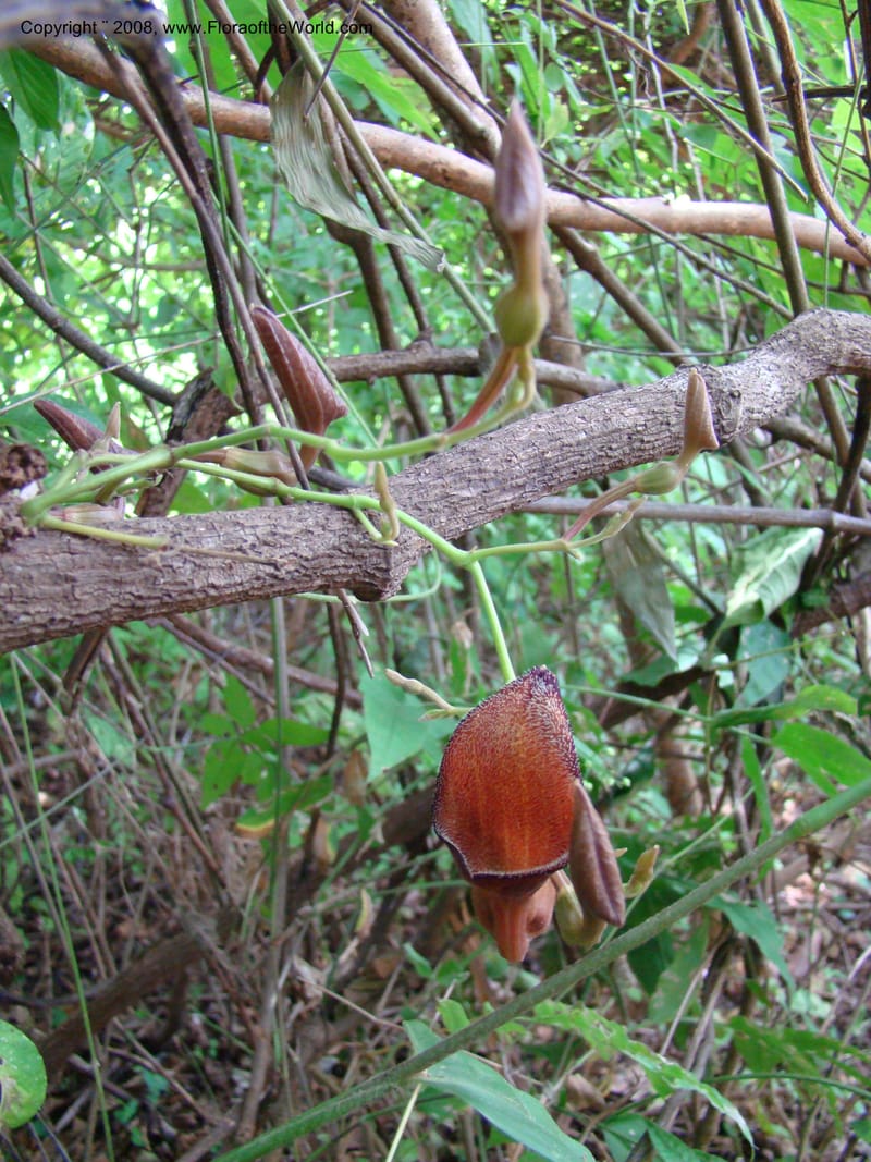 Aristolochia maxima, NMartinezM2422--MX. Chiapas. Jiquipilas. Cerro el Campanario. 14 Sep 08. 085.jpg