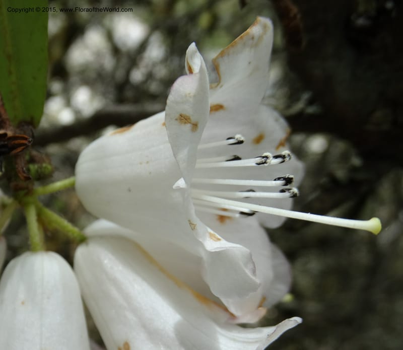 Rhododendron, Boufford, D 43643--China. Sichuan. XiaYingShan to XiangZhai. 10 May 2014. DSC05109 (149).JPG
