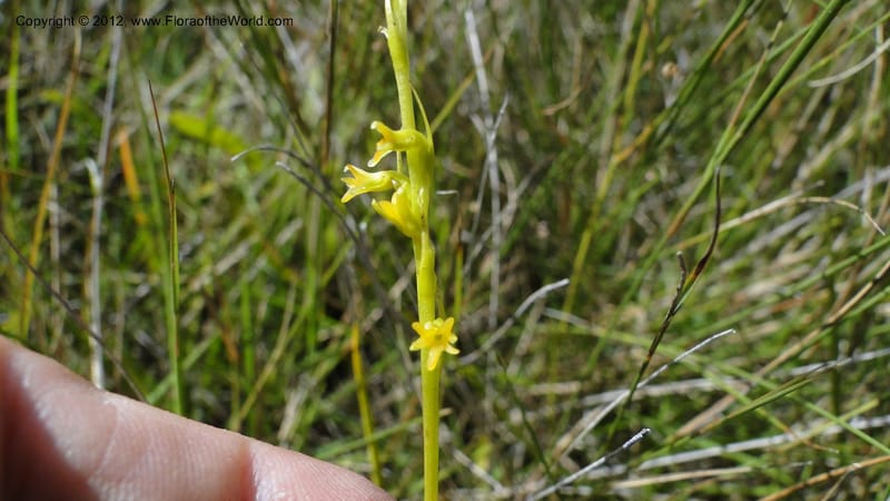 Habenaria simplex, N. Manjato 173--Madagascar. E of Ambositra toward Antoetra. 2 May 2010 151 (20).jpg