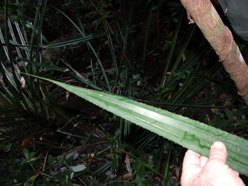 Pandanus acaulescens, Callmander 1040--Thailand. Chiang Mai Prov. Doi Suthep Pui Nat. Park. 7 Nov 2012. DSC07362 (356).JPG