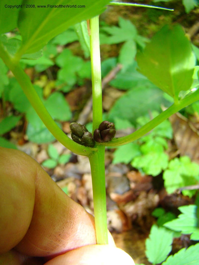 Slovenia. Kamniska Bistrica. 19 May 08. 109.jpg