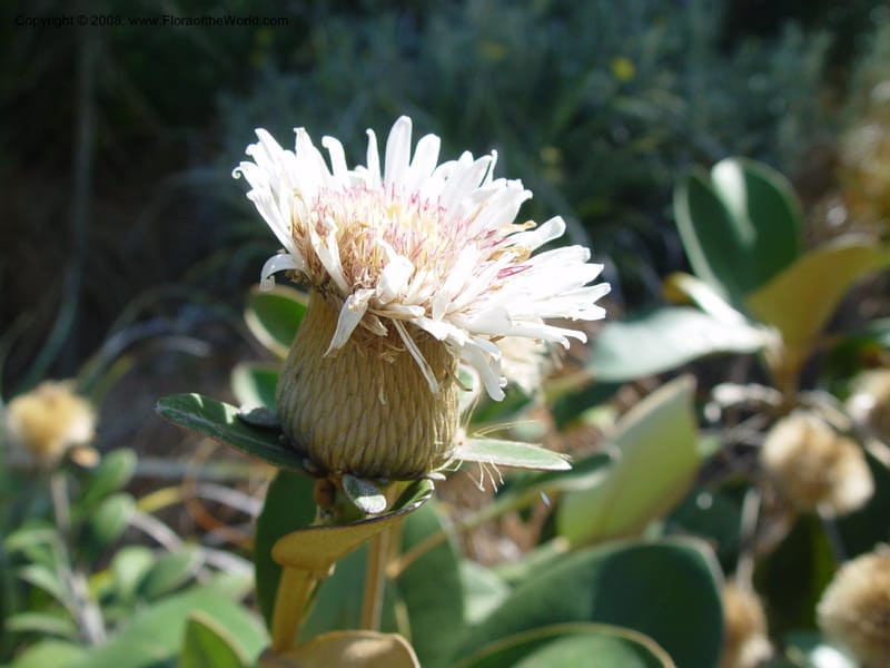 Olearia insignis, 85.0587--CA. UC Berkeley Bot. Gard. 19 Sep 03. 005.jpg
