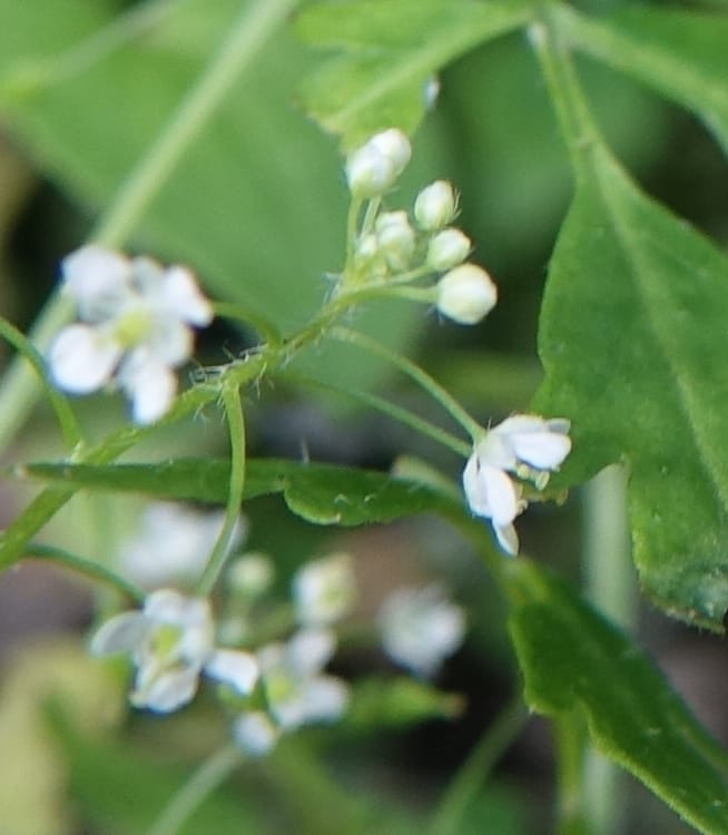Yinshania acutangula subsp. wilsonii, C. Davidson 13755--China. Sichuan. Yibailingba-gou. 12 Aug 2017. DSC04660 (644).JPG