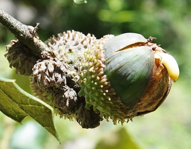 Quercus, C. Davidson 13762--China. Sichuan. Yibailingba-gou. 12 Aug 2017. DSC04660 (306).JPG