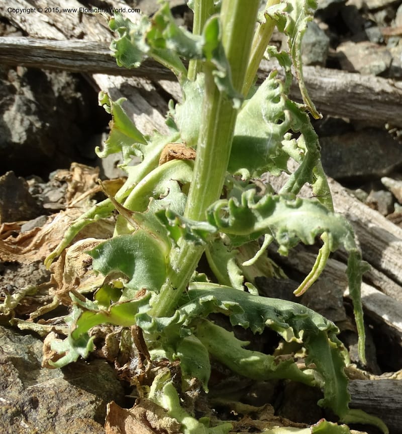 Senecio, Davidson, C 12598--ID. Idaho Co. Seven Devils Camp Ground. 15 Jul 2014. DSC00113 (308).JPG