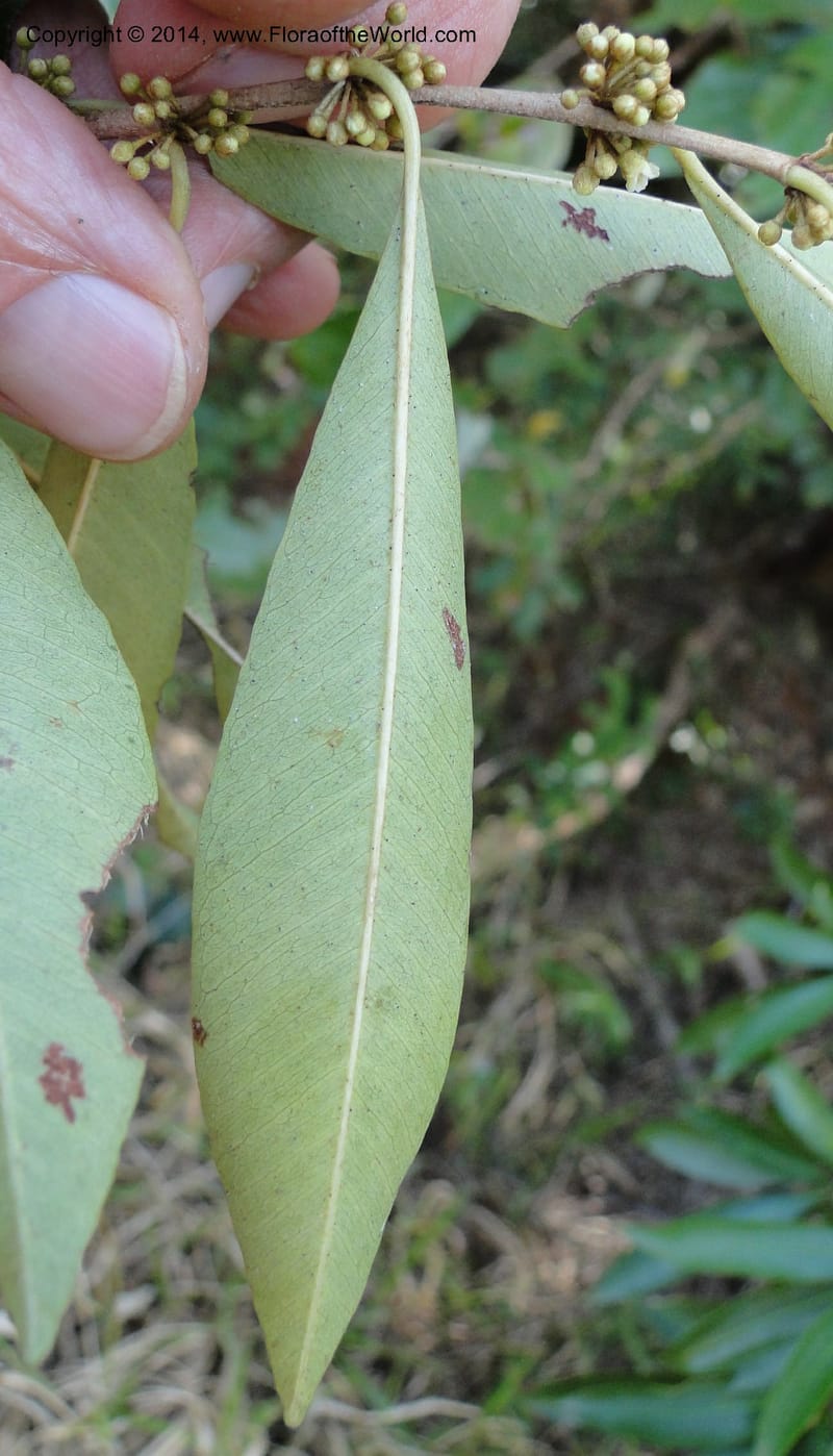 Pradosia brevipes, Stevens, W.D. 31057, Cerro Cora, 15 Mar 2011 1537 (2).JPG