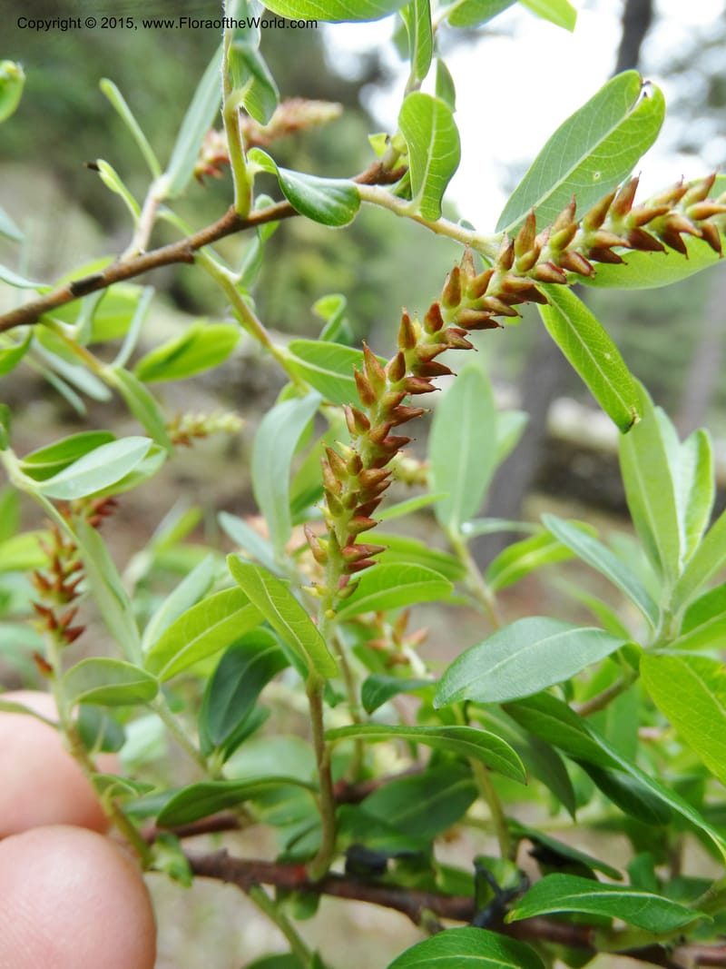 Salix, Boufford, D 43733--China. Sichuan. XinZhaZi Gou. 14 May 2014. DSC06426 (132).JPG
