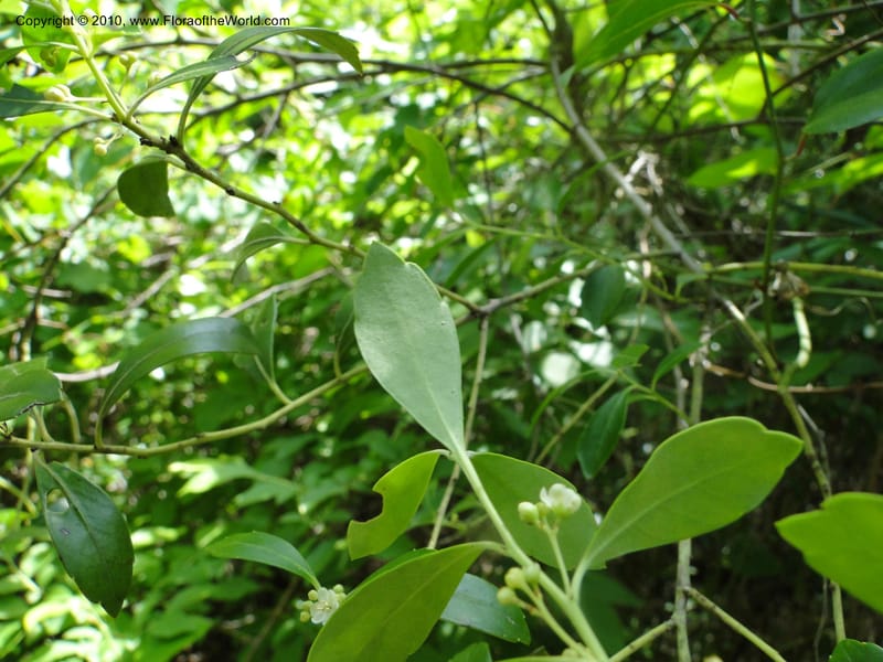 Ilex glabra, Mori, S 27396, USA, North Carolina, Johnson Co., Hwy 50, 3 km SE of Benson, 21 May 2010 (8).JPG