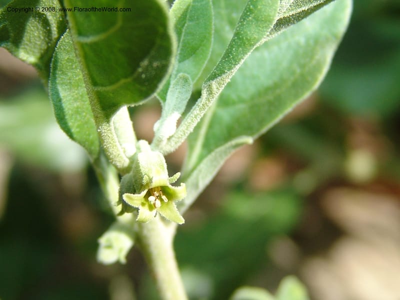 Withania somnifera--So.Africa. E. Cape. R58 SE of Lady Grey. 10 Mch 05. 023.jpg