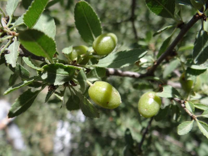 Prunus amygdalus--Iraq. Kurdistan. Shakh-i-Pira Magrun. 24 May 2013. DSC05074 (28).JPG