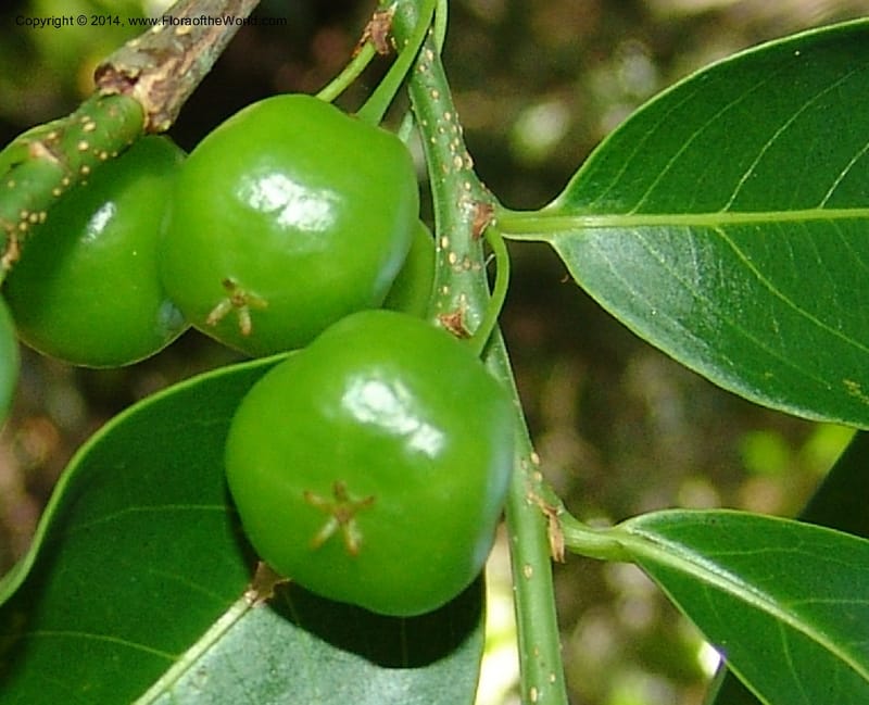 Margaritaria, Farfan 767--Peru. Edo. Madre de Dios. Quebrada Loboyoc. 21 Oct 05. 190.jpg