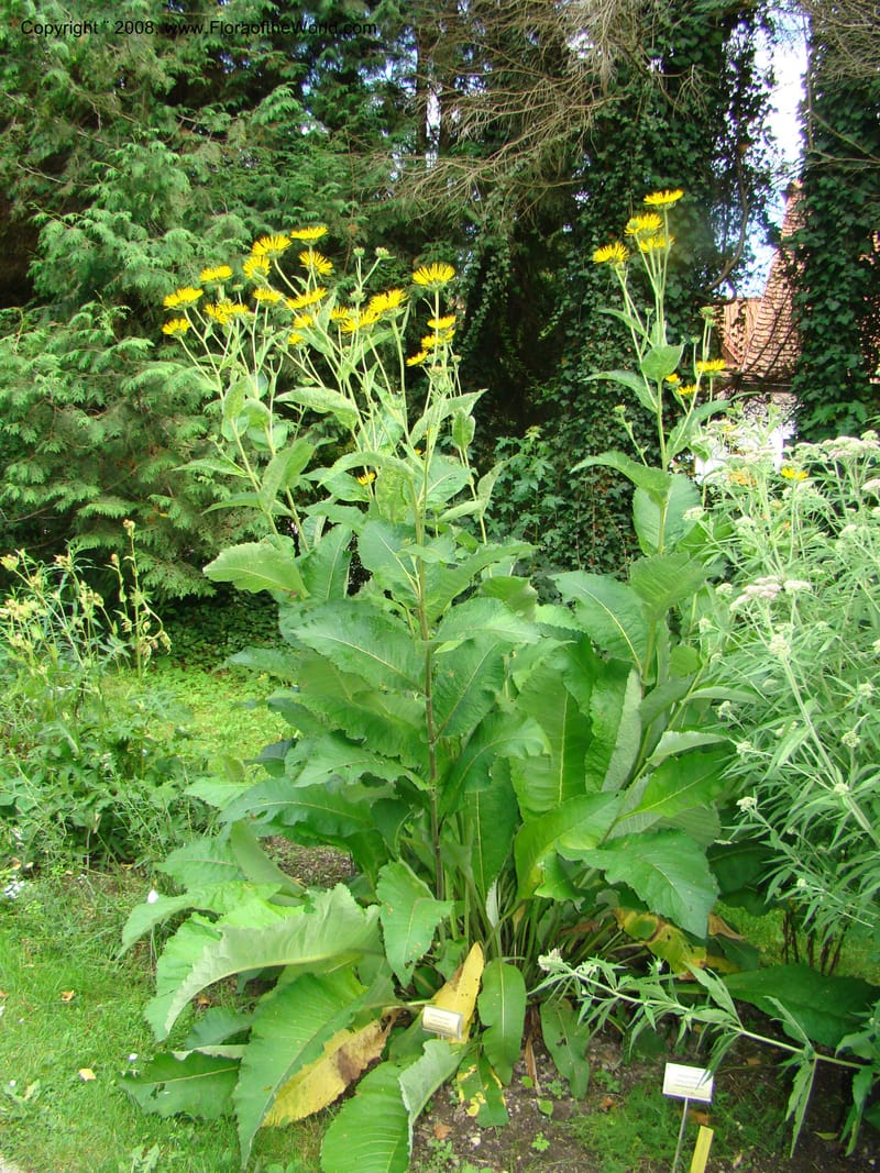 Inula magnifica--Slovenia. Ljubljana. University Botanical Garden. 7 Jul 08. 102.jpg